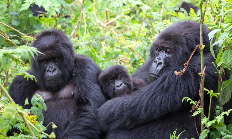 10 Days Ultimate Rwanda Gorilla Trekking Safari