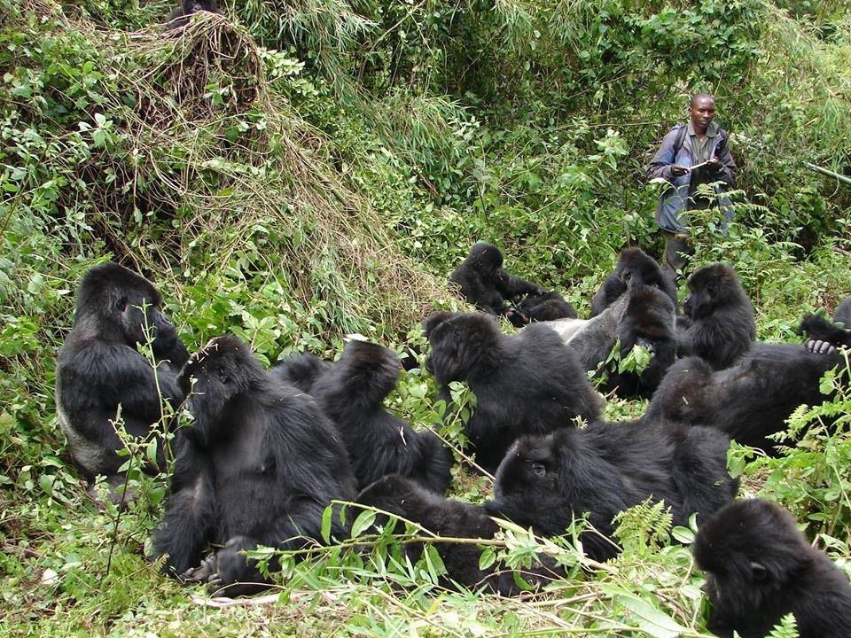 2 Days Rwanda Gorilla Trekking Safari