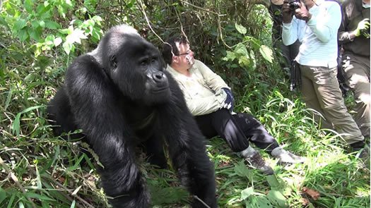 5 Days Rwanda Gorillas Chimpanzees and Lake Kivu