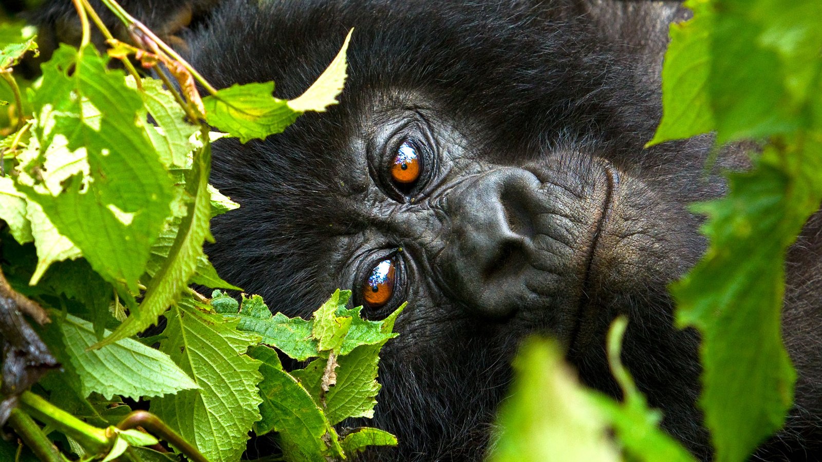 4 Day Fly In Gorilla Safari Rwanda