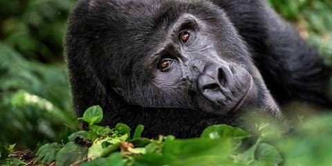 8 Day Gorilla Trekking and Zanzibar Escape combining mountain gorilla encounters with a tropical beach holiday