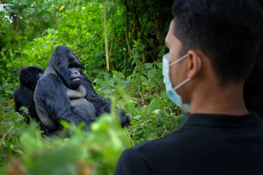 9 Days Rwanda Chimpanzee Gorilla and Big Five Safari