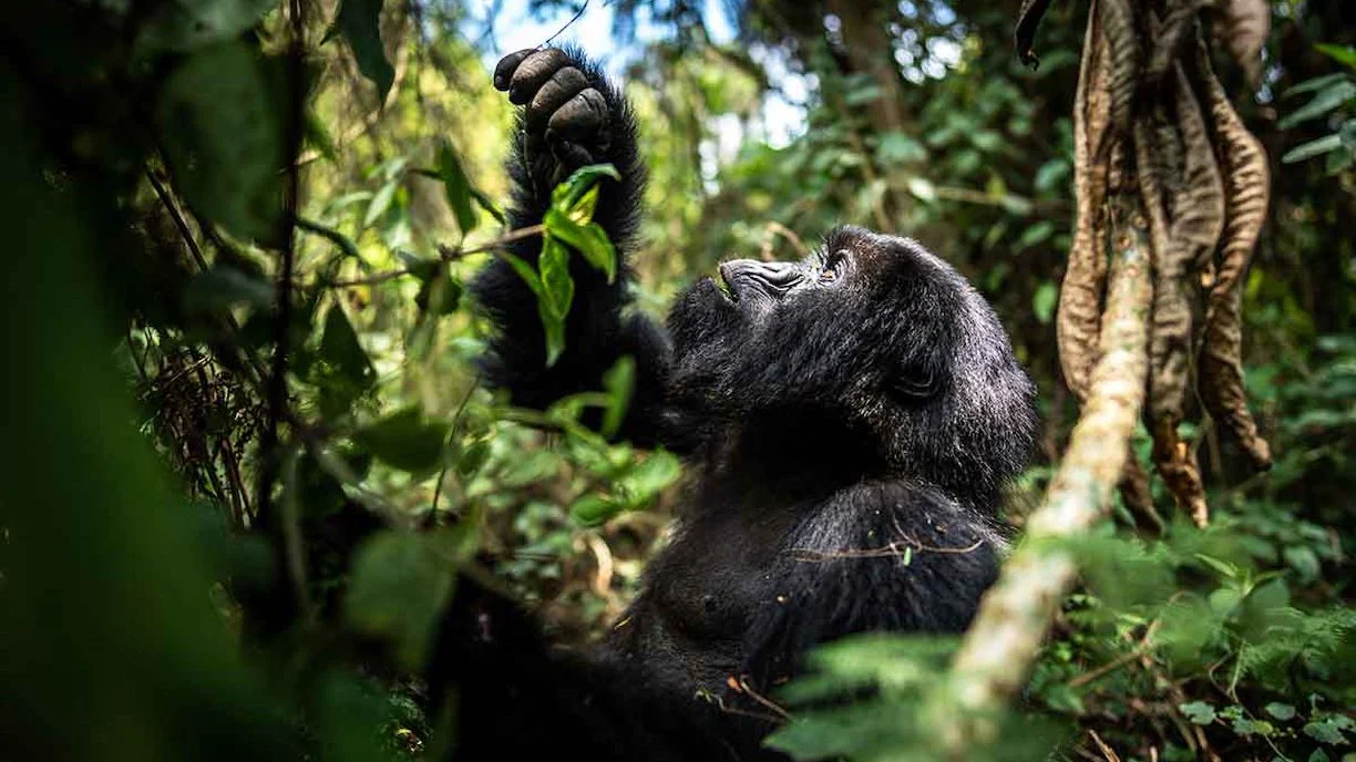 4 Days Gorilla and Chimpanzee Trekking Rwanda