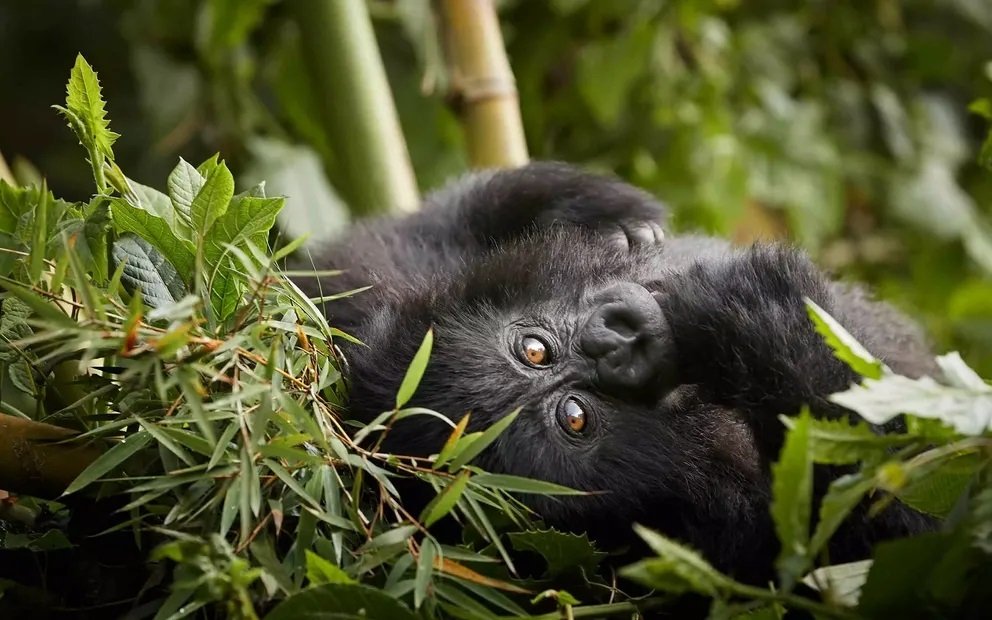 12 Days Complete Rwanda Gorilla and Chimpanzee Safari