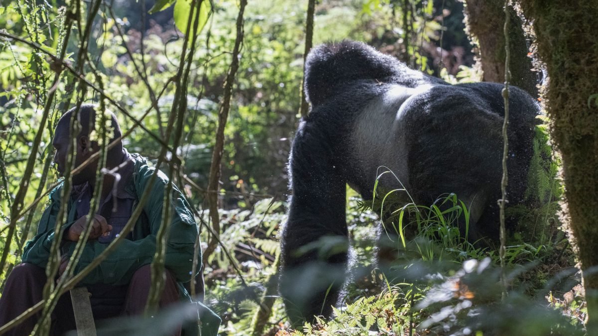 3 Days Mountain Gorilla Trekking Rwanda and Golden Monkeys