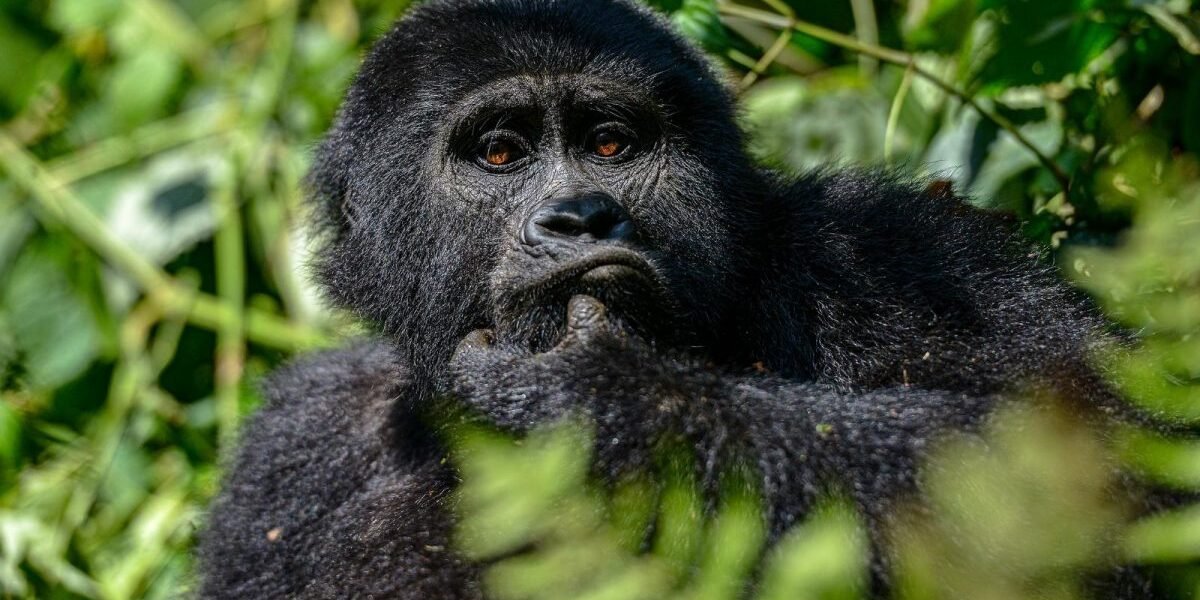 Accessible luxury gorilla trekking experience in Rwanda