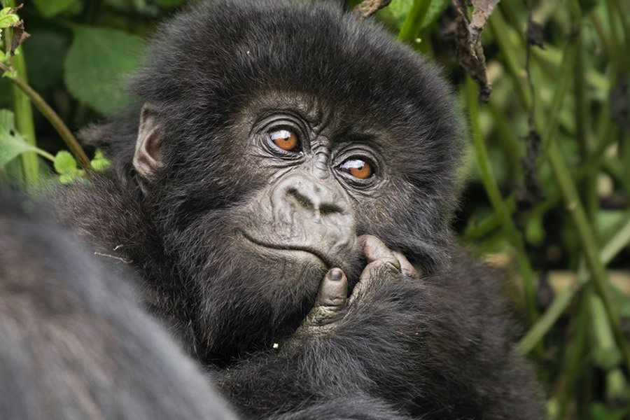 1 Day Mountain Gorilla Trekking Rwanda