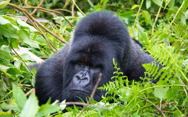 Luxury Gorilla Safaris in Uganda and Rwanda