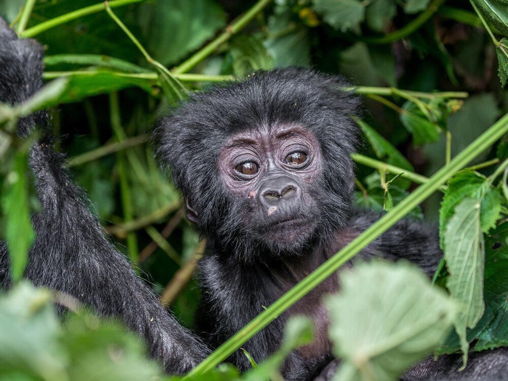 Booking a gorilla habituation tour in Africa