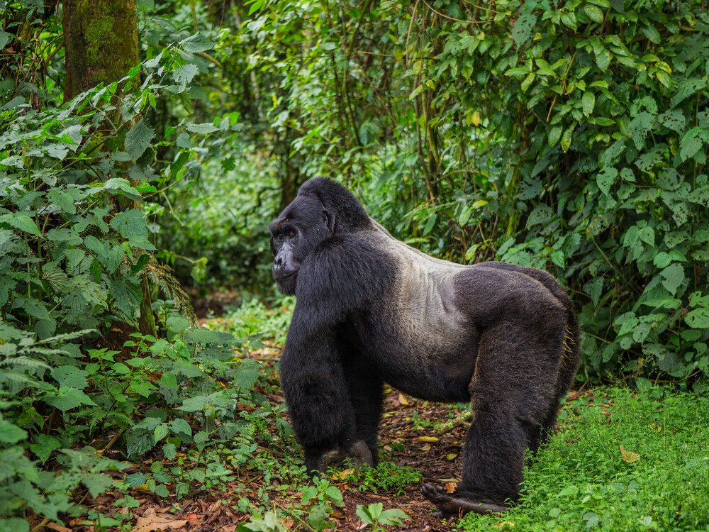 Booking a gorilla habituation tour in Uganda with Nextgen Safaris