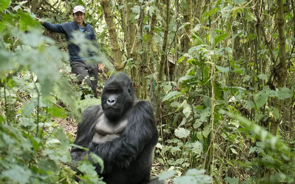 Bwindi Gorilla Habituation Experience and Gorilla Trekking