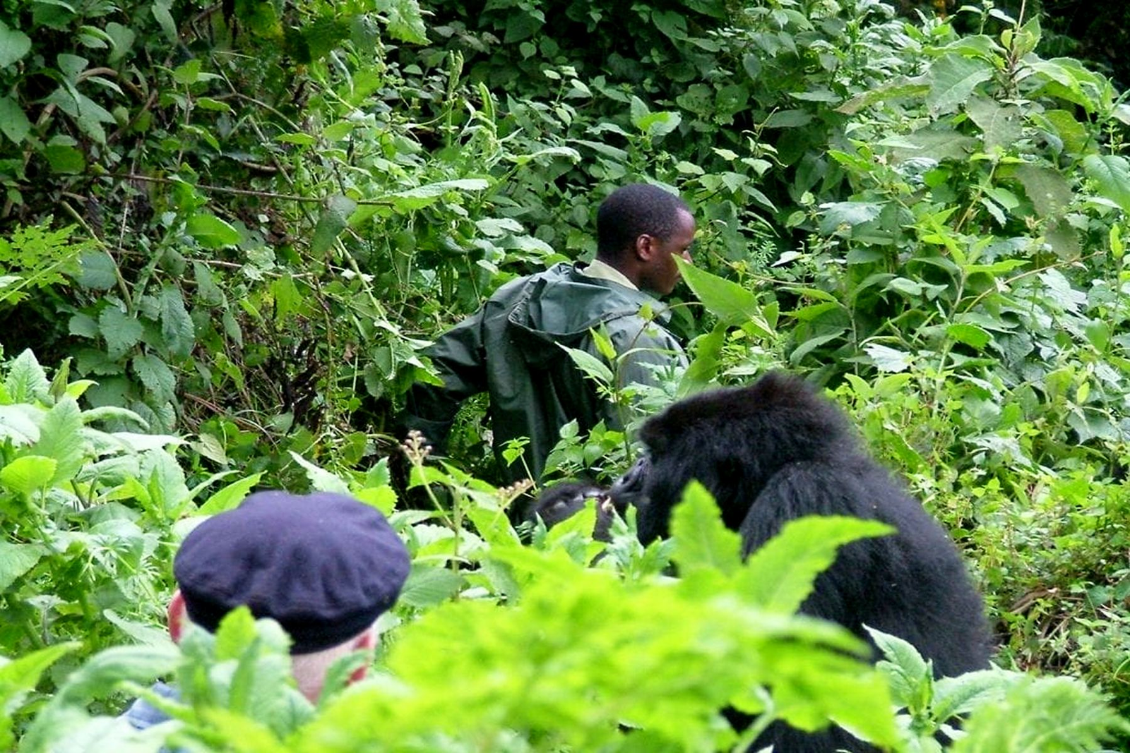 Bwindi gorilla habituation tour experience