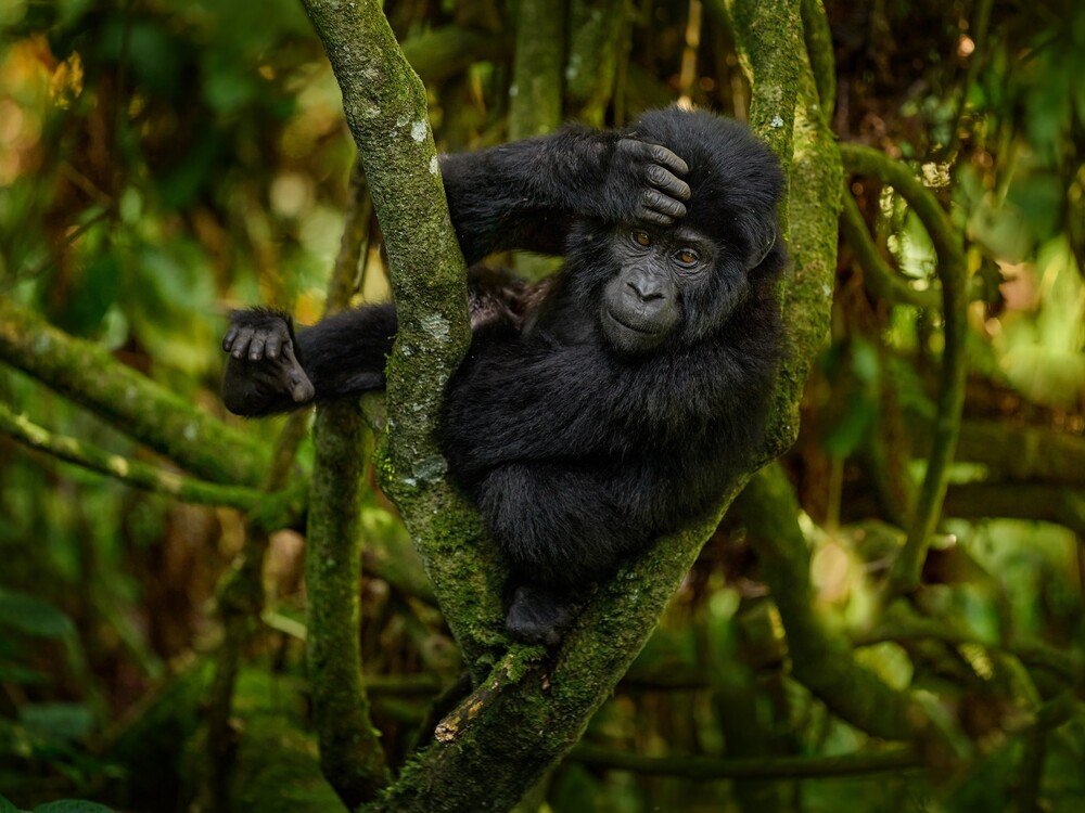 Bwindi Gorilla Safaris by Nextgen Safaris