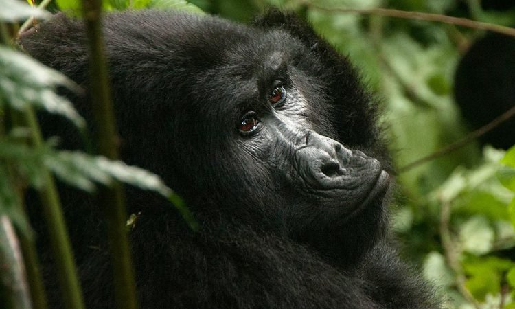 Bwindi gorilla tour safari experience