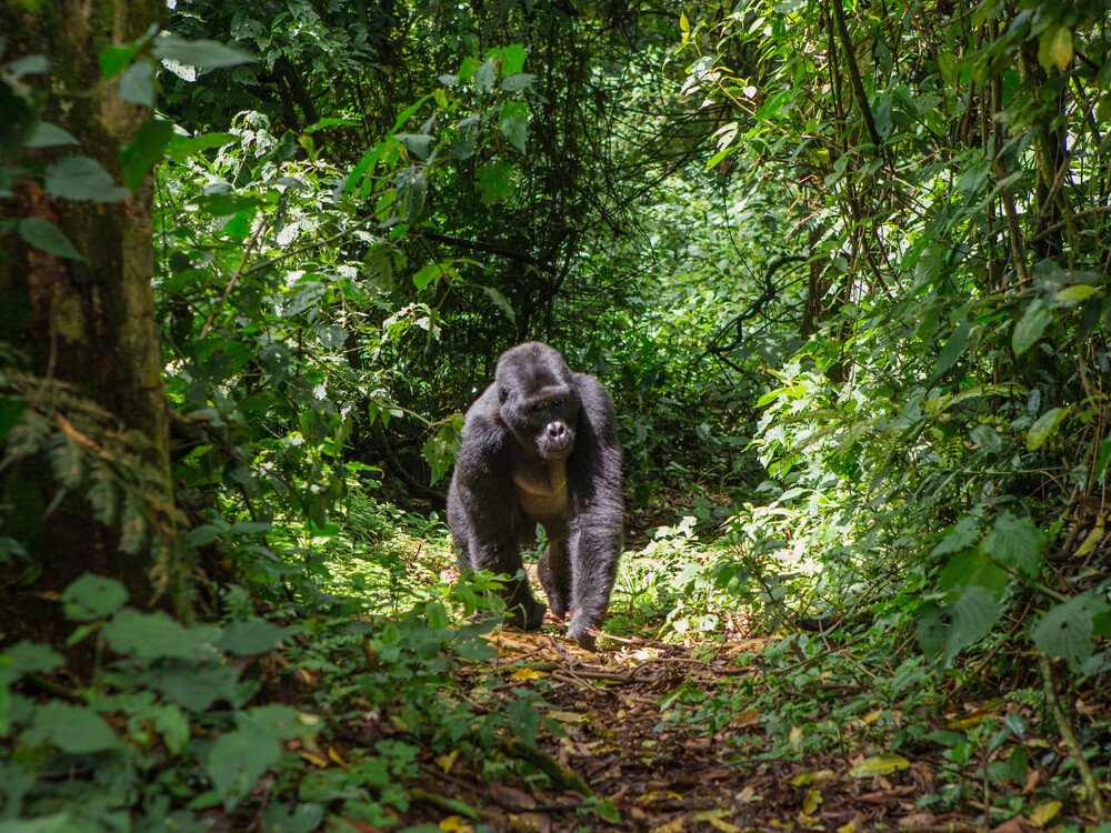 Bwindi Impenetrable National Park Gorilla Habituation