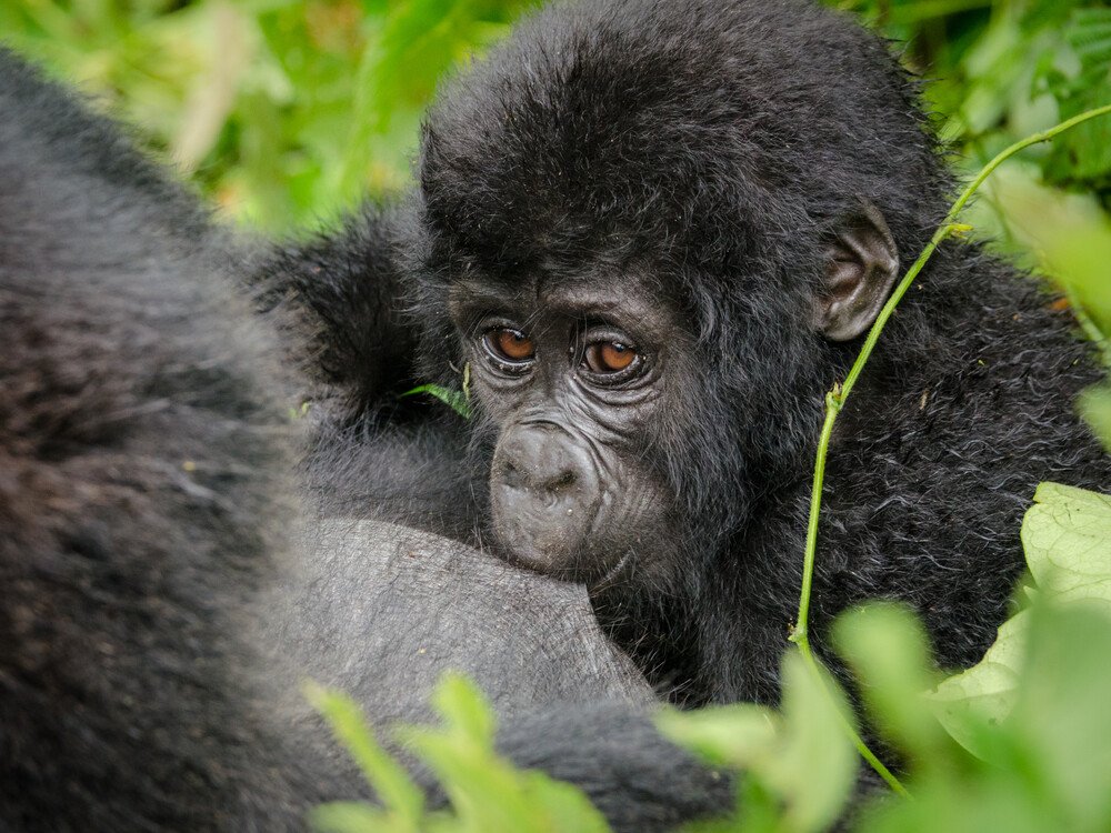 Gorilla habituation experience with Nextgen Safaris