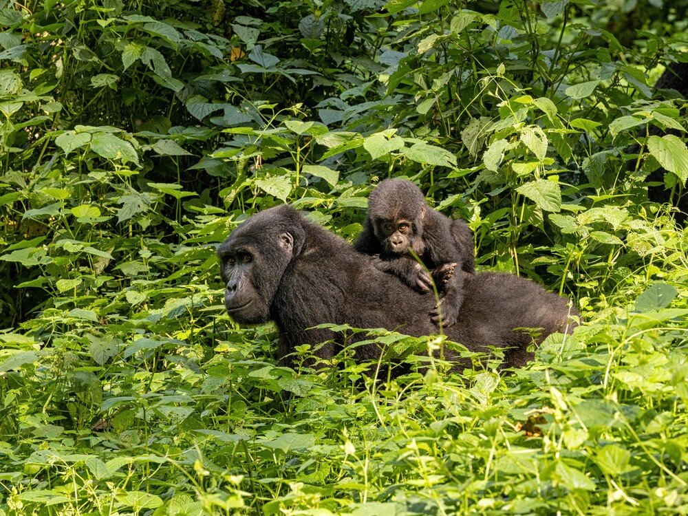 Gorilla Habituation Booking with Nextgen Safaris