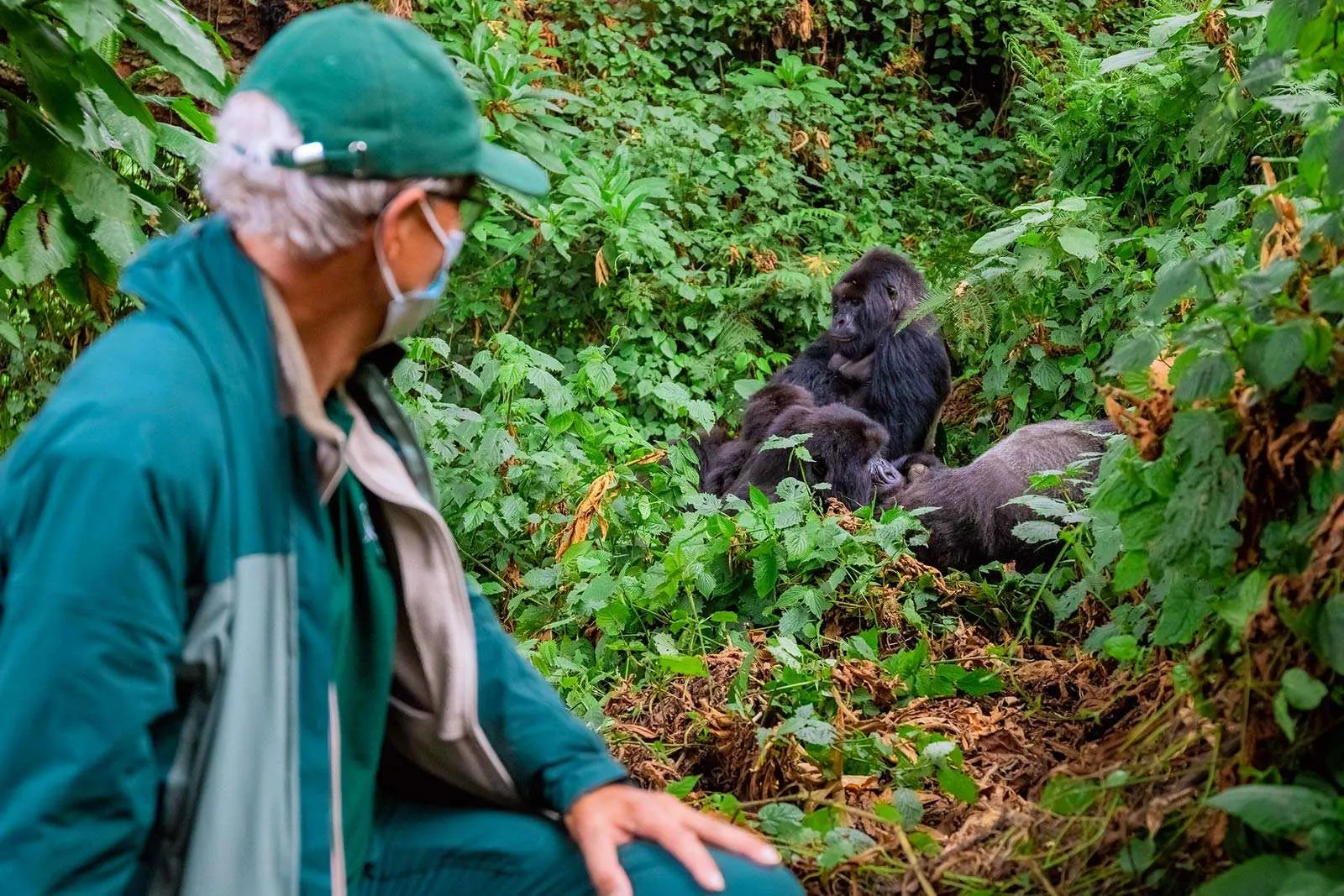 Mountain Gorilla Safari Experience with Nextgen Safaris
