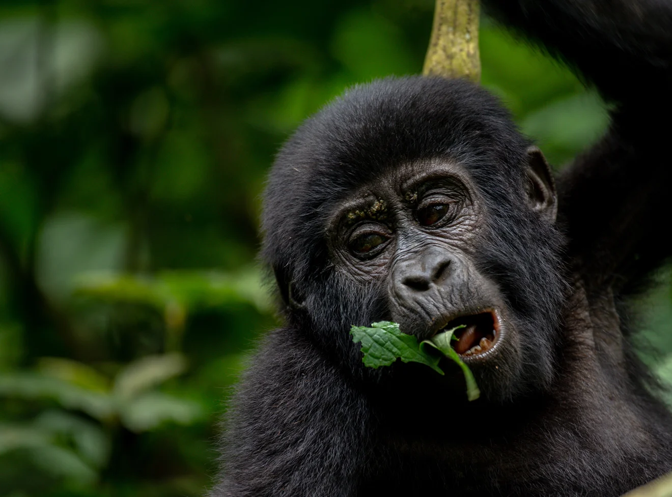 Gorilla Leisure Lodge experience during Rwanda gorilla trekking