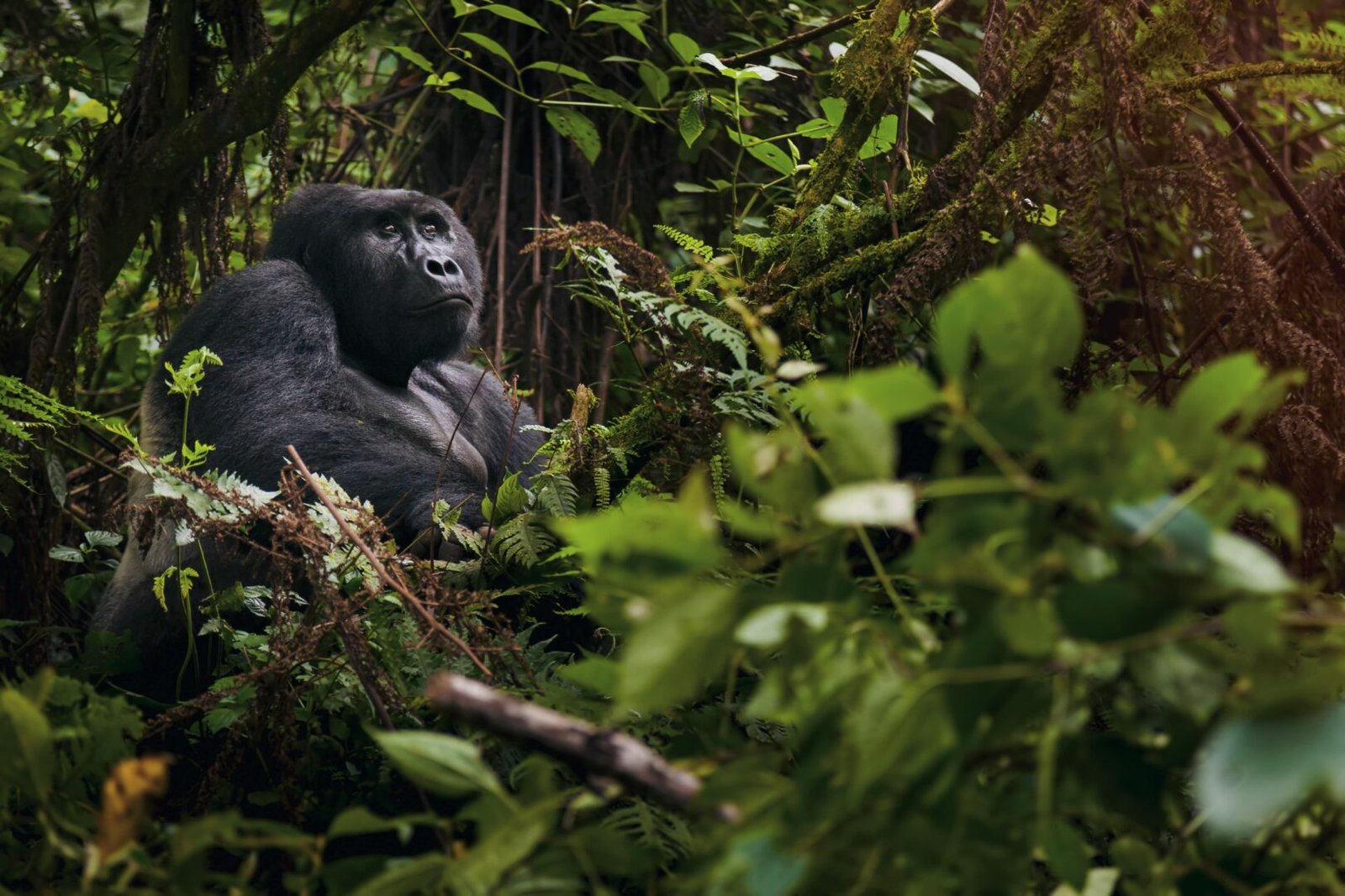 Gorilla Trekking in Volcanoes National Park with Nextgen Safaris