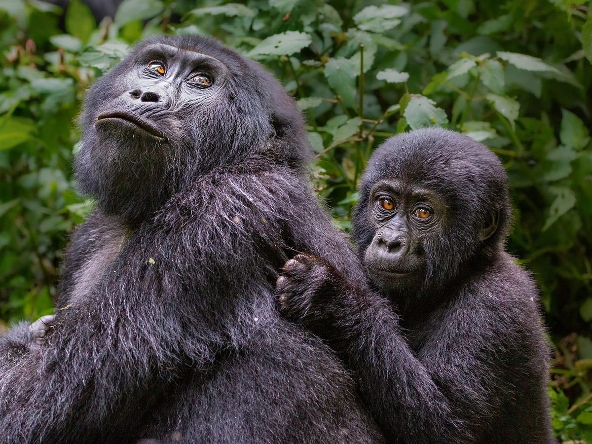 Gorilla Trekking in Bwindi Impenetrable National Park
