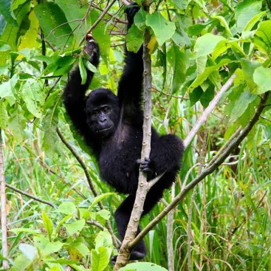 Mountain gorilla trekking experience