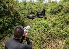 Mountain gorilla trekking experience in Rwanda