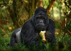Gorilla trekking adventure in Volcanoes National Park