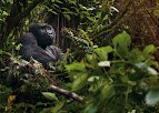 Gorilla trekking in Rwanda