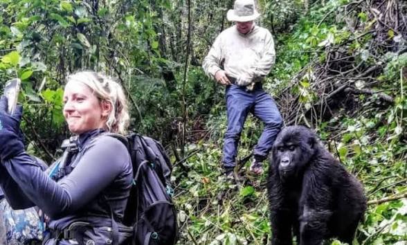 Mountain gorilla trekking Rwanda