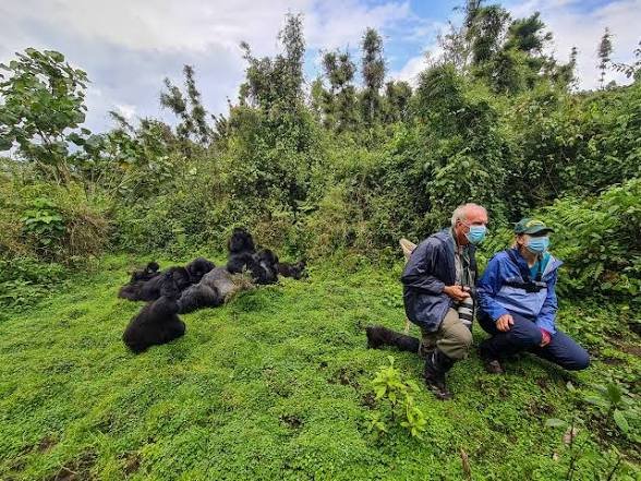 Gorilla Habituation Experience in Uganda