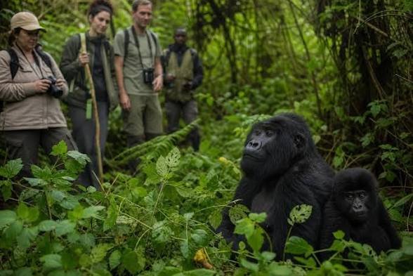 Mountain gorilla trekking experience in Rwanda
