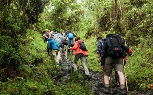 Gorilla trekking adventure in Volcanoes National Park Rwanda