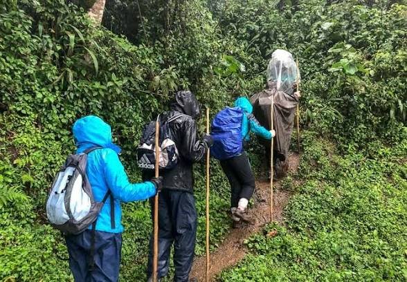Gorilla trekking in Volcanoes National Park Rwanda