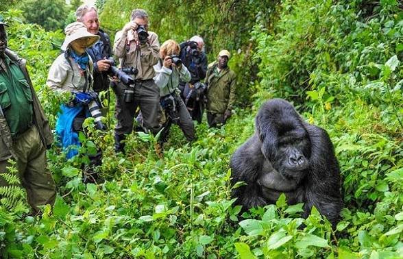 Mountain gorillas in Volcanoes National Park Rwanda