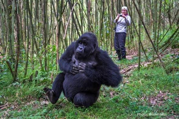 Mountain gorilla trekking experience in Rwanda