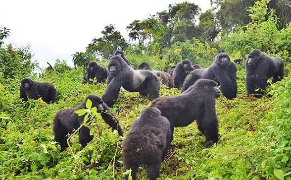 Mountain gorilla trekking experience in Rwanda