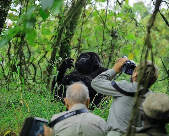 Close encounter with mountain gorillas during a safari