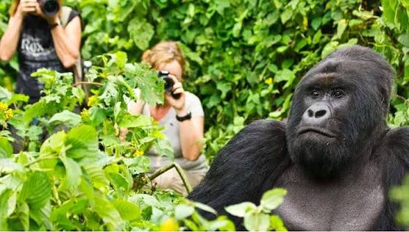 Rwanda Gorilla Trekking Tours