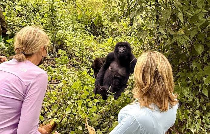 Tourists Experiencing Gorilla Trekking in Rwanda