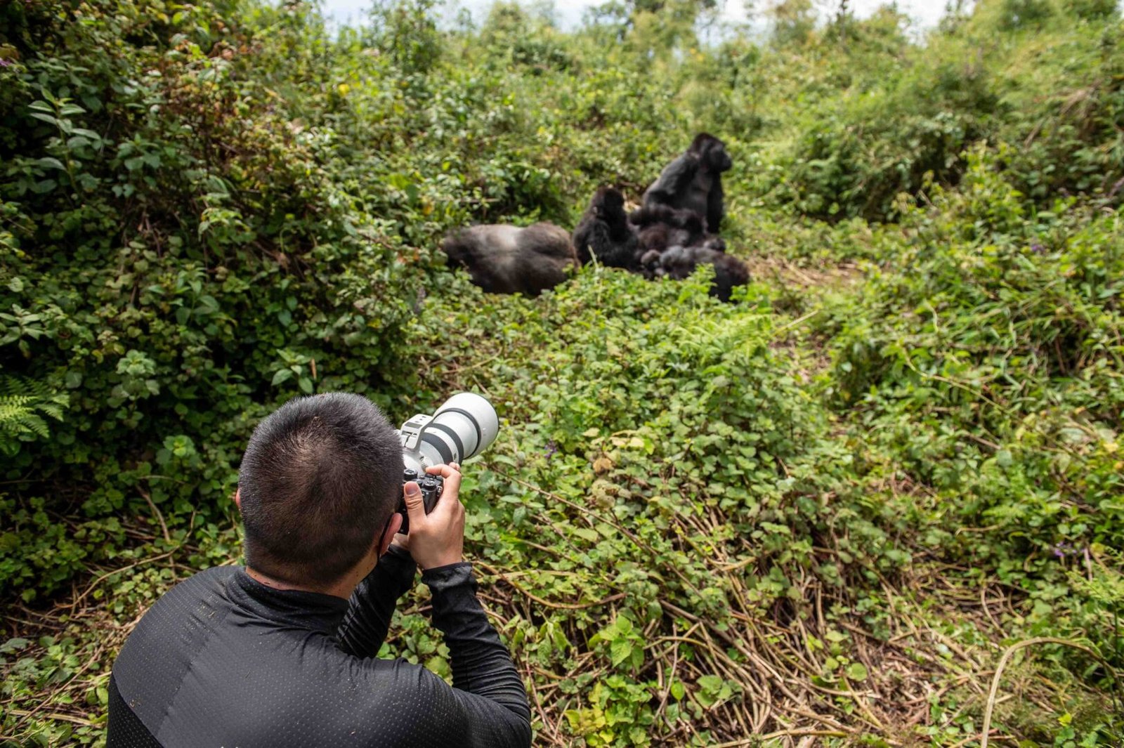 Photography Tips for Gorilla Habituation