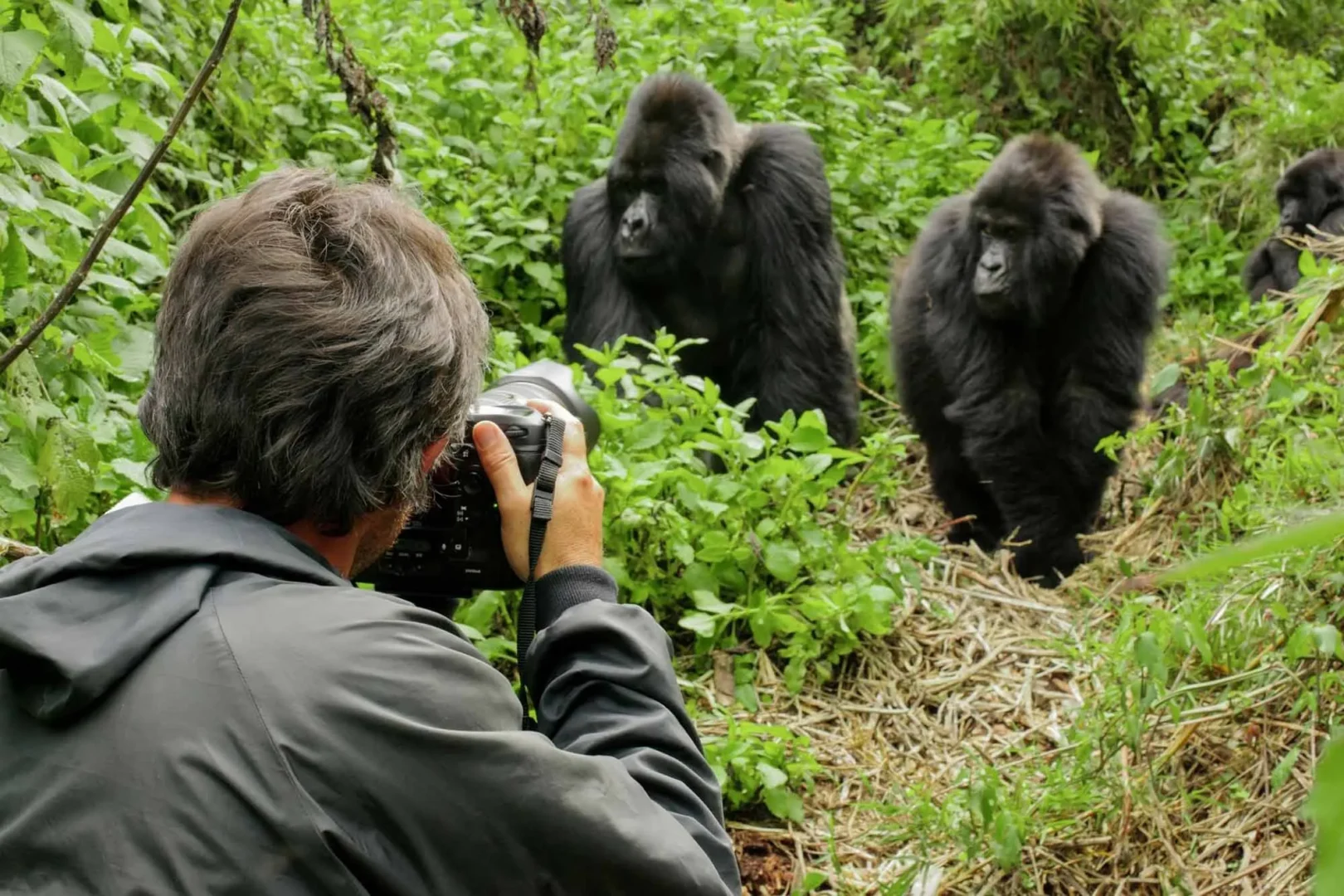 Photography for Gorilla Habituation in Uganda