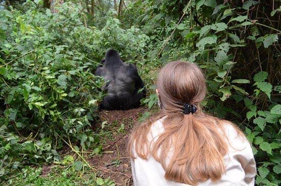 Mountain Gorilla Encounter During Rwanda Gorilla Trekking