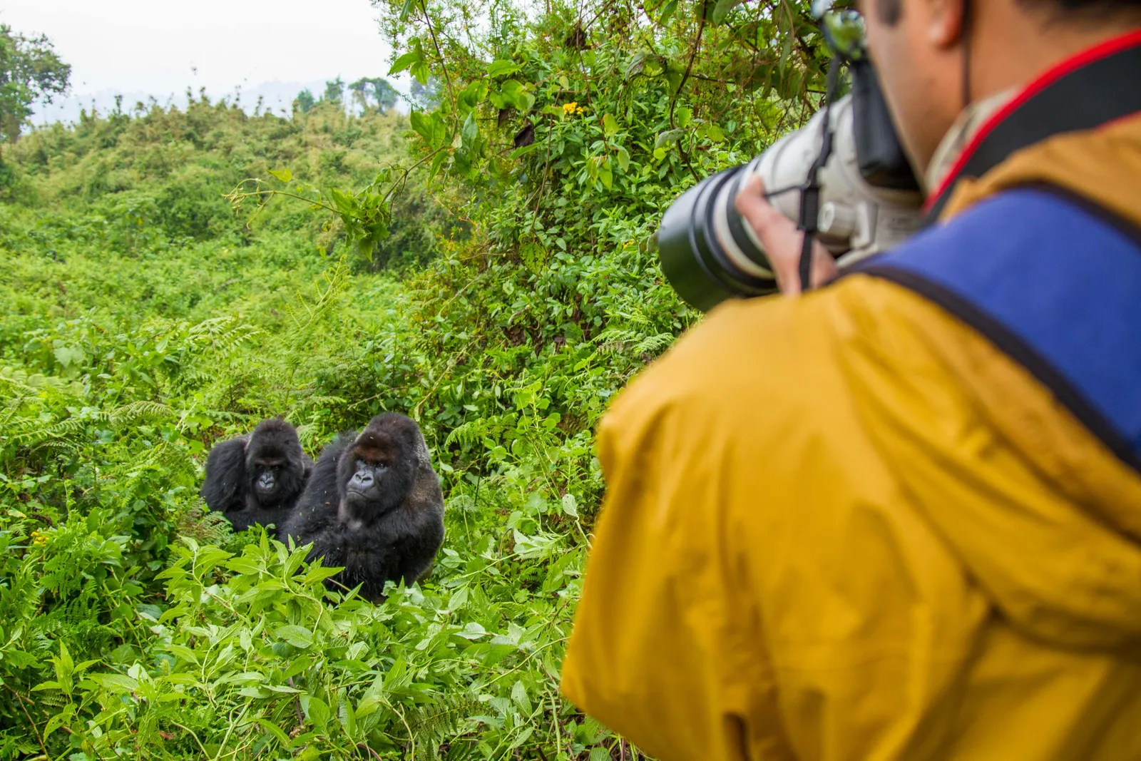 Uganda gorilla habituation experience for photographers