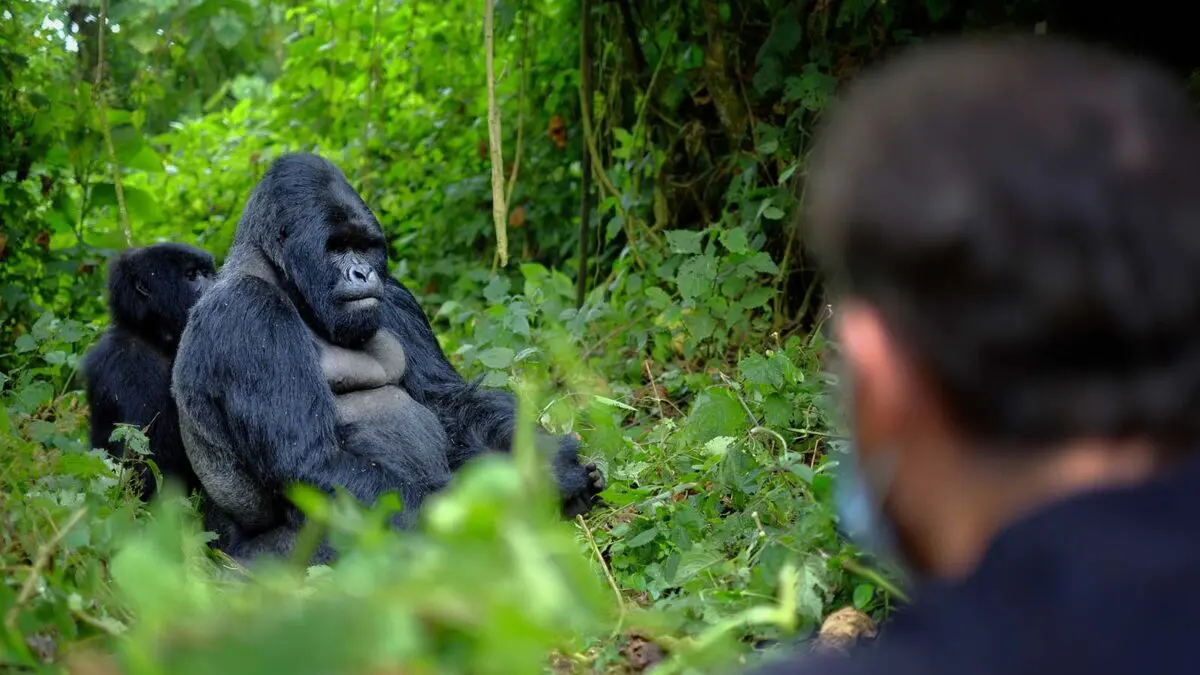 Ultimate gorilla habituation experience guide in Uganda