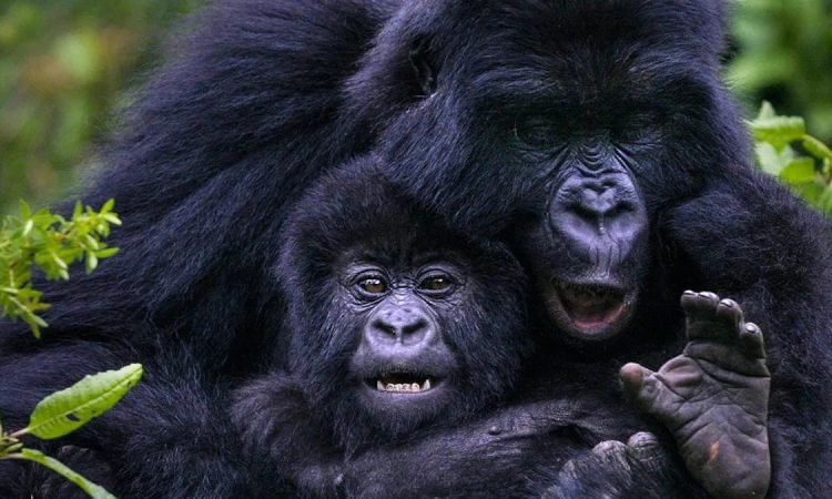 Gorilla trekking in Uganda and Rwanda