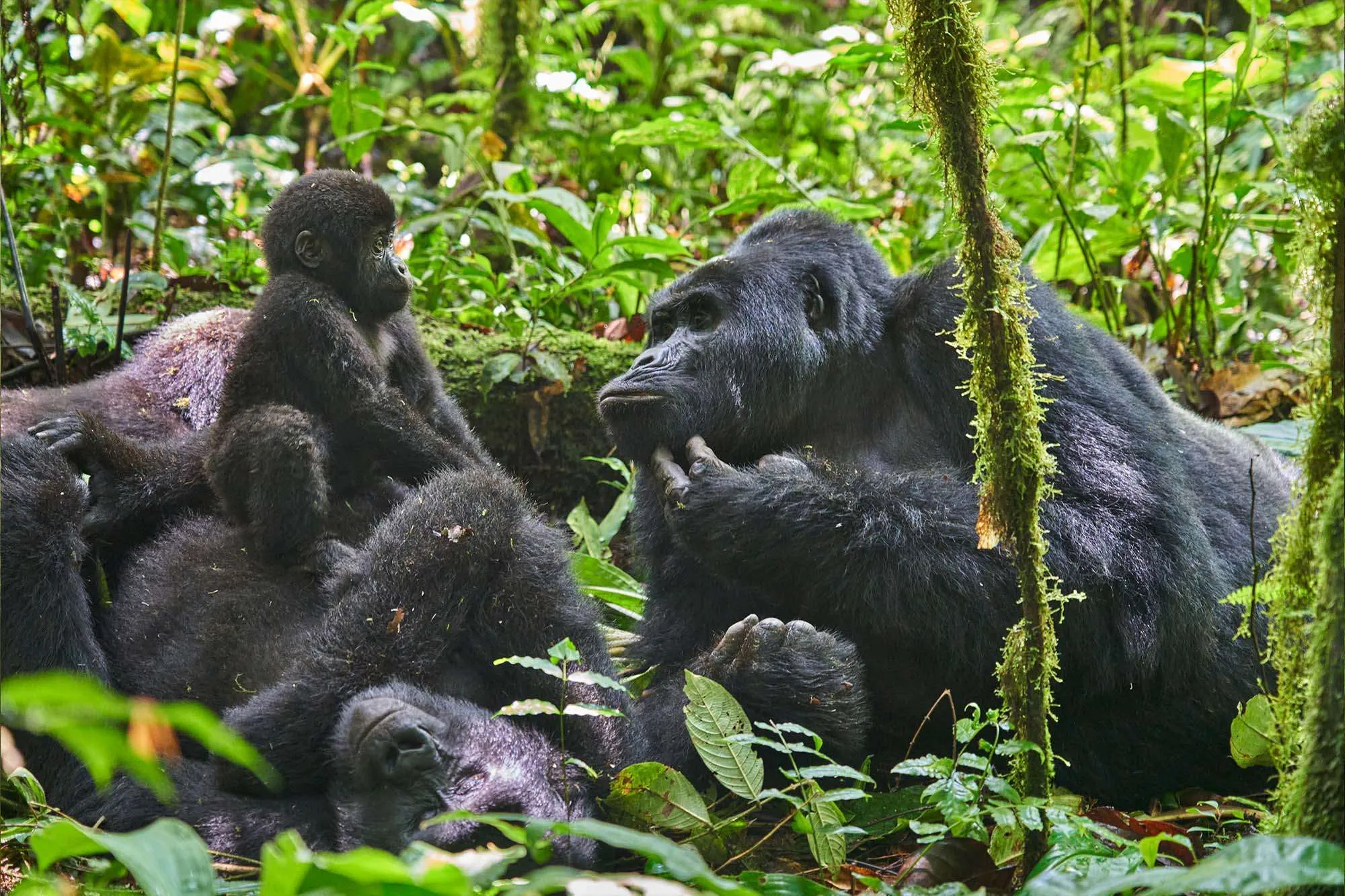 Nkuringo gorilla family during gorilla trekking in Rwanda