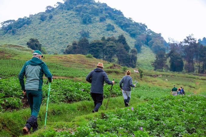 Gorilla trekking experience in Rwanda