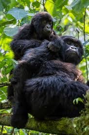 Mountain gorilla family in natural habitat
