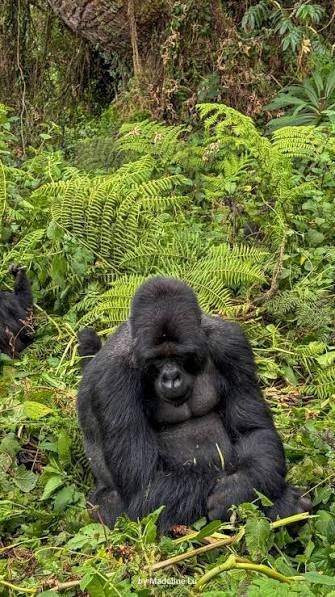 Luxury gorilla safari experience in Rwanda